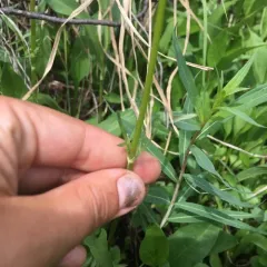 Marsh Valerian thumbnail 4