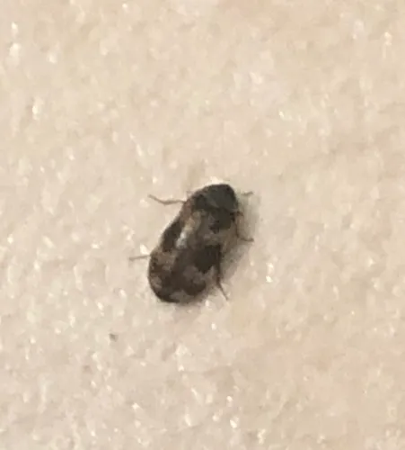 Stockholm beetle