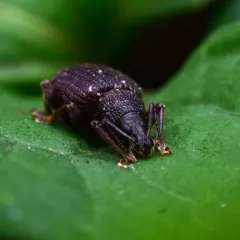 Rough strawberry root weevil thumbnail 3