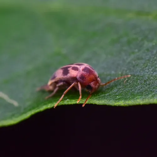 Mordellistena liturata