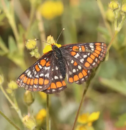 Gillett's Checkerspot