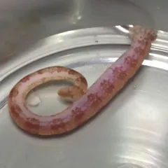 Striped Sea-leech thumbnail 2