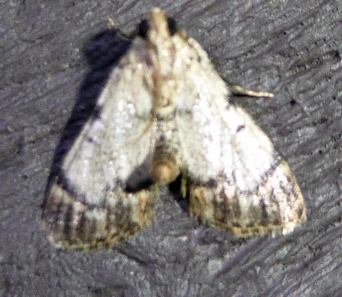 Dimorphic Macalla Moth