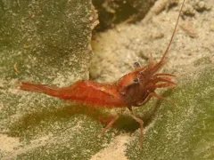 Stimpson Coastal Shrimp thumbnail 1