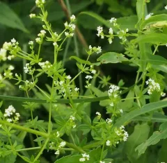 rough bedstraw thumbnail 2