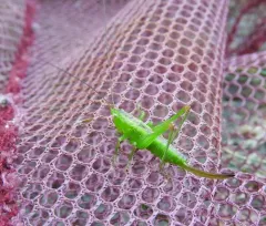 Short-winged Conehead thumbnail 2