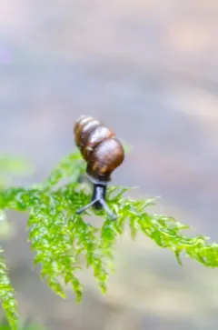 Vertigo rowellii thumbnail 3