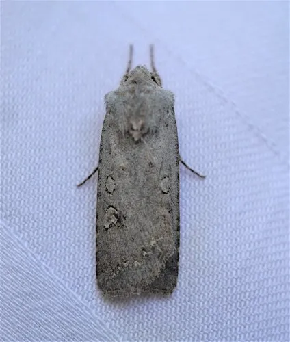 White Cutworm Moth