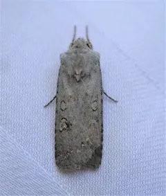 White Cutworm Moth thumbnail 1