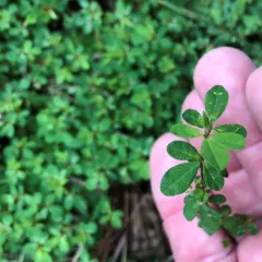 Japanese Clover thumbnail 3