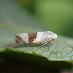 Norvellina seminuda thumbnail 4