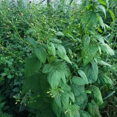 late figwort thumbnail 3