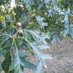 California black oak thumbnail 1