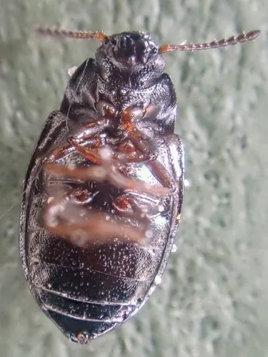 Variegated Darkling Beetle