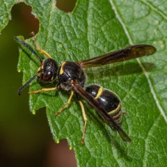 Tapered Mason Wasp thumbnail 2