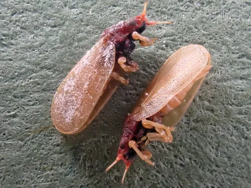 Livia caricis