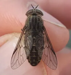 Hybomitra frontalis thumbnail 1