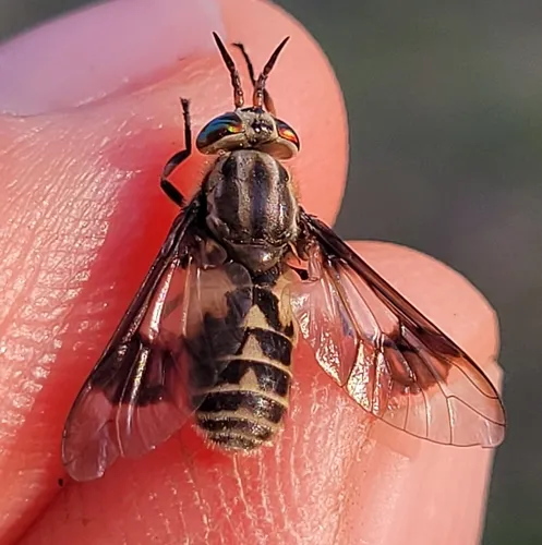 Furious Deer Fly