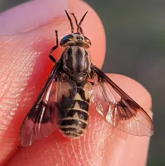 Furious Deer Fly thumbnail 1