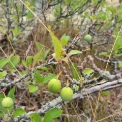 Beach Plum thumbnail 3