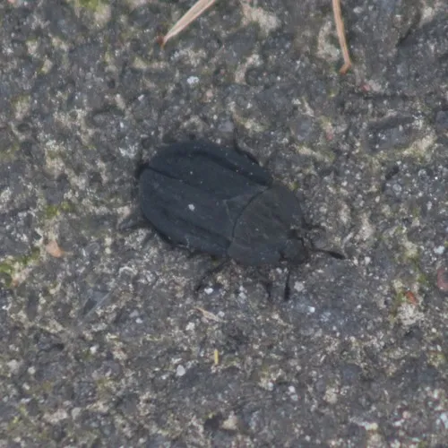 Ridged Carrion Beetle