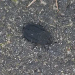 Ridged Carrion Beetle thumbnail 1