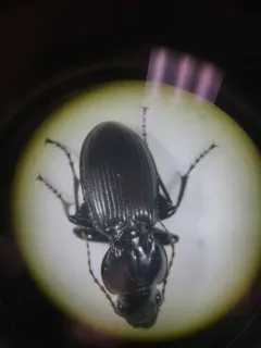 Cyclotrachelus torvus thumbnail 2