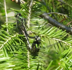 Extra-striped Snaketail thumbnail 3