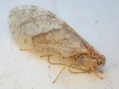 Micromus borealis thumbnail 1