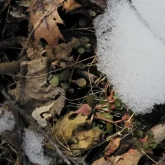 woodland stonecrop thumbnail 2