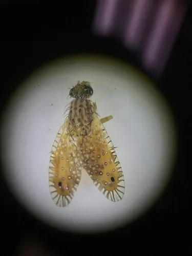 Paracantha culta