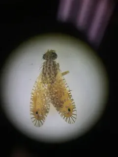 Paracantha culta thumbnail 1