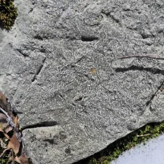 Smokey-eyed Boulder Lichen thumbnail 1