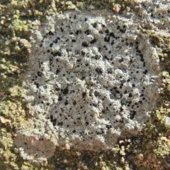 concentric boulder lichen thumbnail 2
