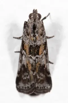 Telethusia ovalis thumbnail 3