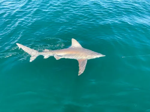 Sandbar Shark