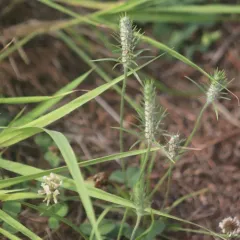 bracted plantain thumbnail 2