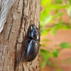 Antelope Beetle thumbnail 2