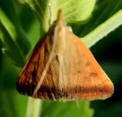 Sociable Pyrausta Moth thumbnail 4