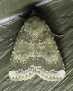Abagrotis variata thumbnail 3