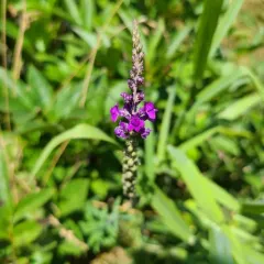 Purple Toadflax thumbnail 3