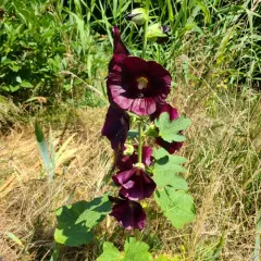 Hollyhock thumbnail 3