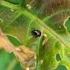 Red-shouldered Leaf Rolling Weevil thumbnail 2