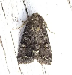 Melanchra pulverulenta thumbnail 2