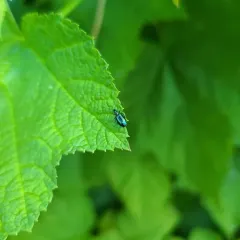 Lebia viridis thumbnail 4