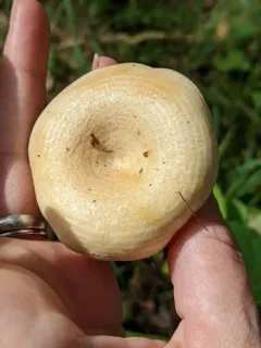 Lactarius maculatipes thumbnail 1