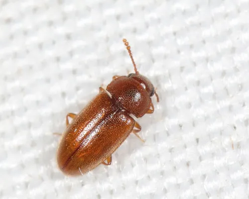 Cryptophilus integer