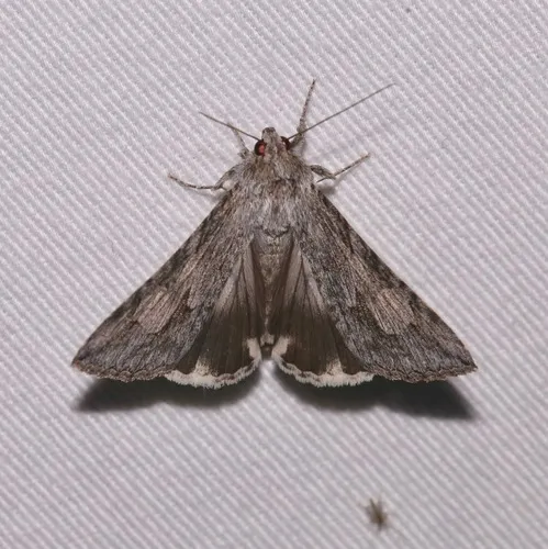 Merry Graphic Moth