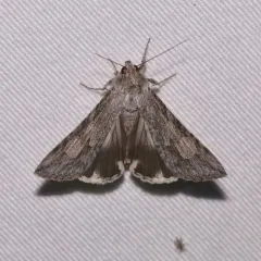Merry Graphic Moth thumbnail 1