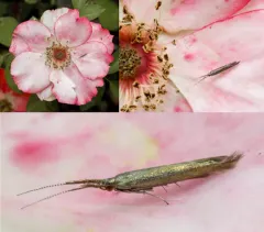Metallic Coleophora Moth thumbnail 3